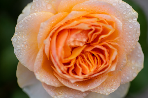 Orange  rose blooming