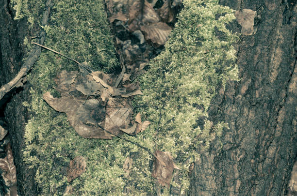 Autumn or spring concept of dry leaves and moss covering an old weathered tree trunk in the forest of Silesia Park, Poland. Faded colors