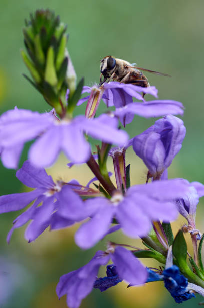 istock Bee on flower collecting nectar. Honey bee on lilac flower 1203176815