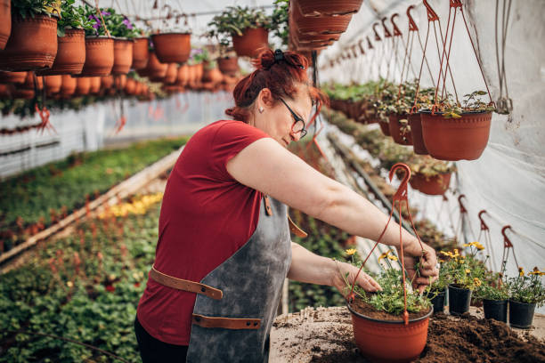 istock Mature redhead woman working alone on flower farm 1203178198