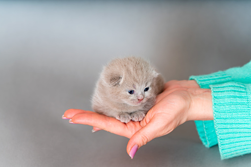 woman holding and stroking her Scottish Fold cat