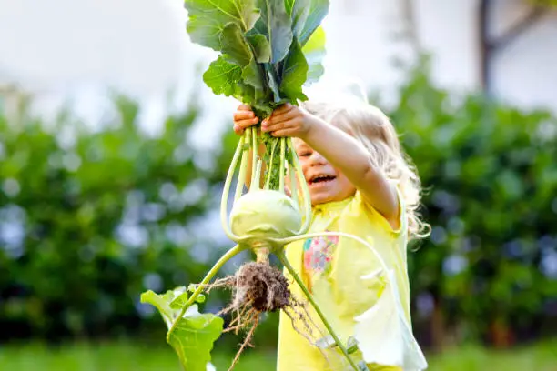 Cute lovely toddler girl with kohlrabi in vegetable garden. Happy gorgeous baby child having fun with first harvest of healthy vegetable. Kid helping parents. Summer, gardening, harvesting.