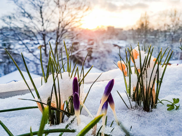 primavera in arrivo - snow crocus flower spring foto e immagini stock