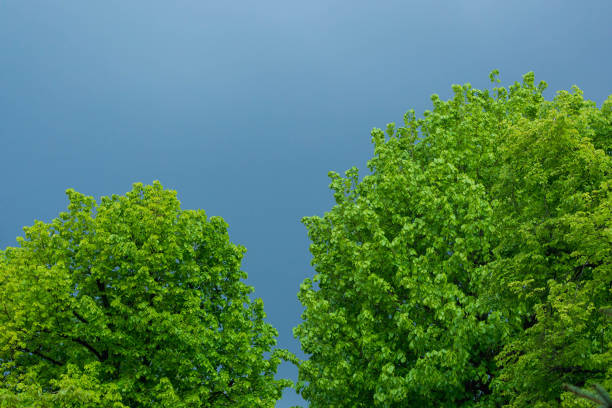 Blue sky background with green leaf frame. copy space area, nature background concept