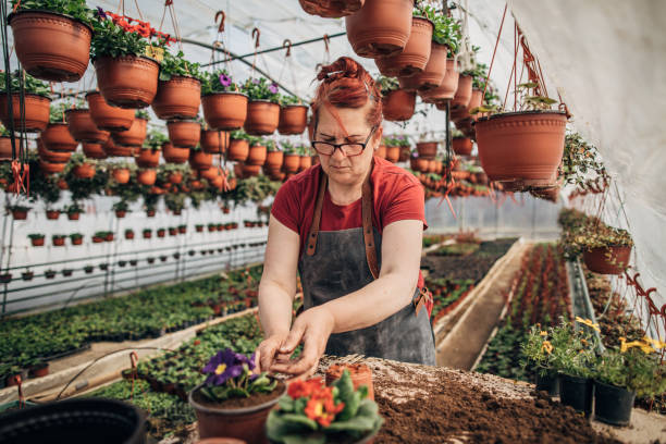 istock Mature redhead woman working alone on flower farm 1203181192