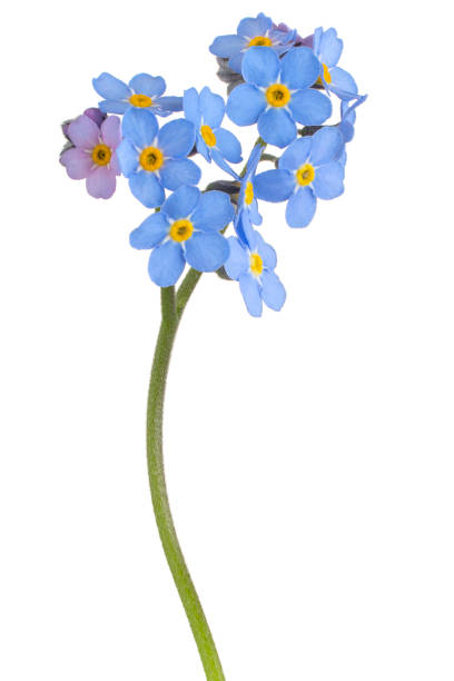 flower isolated Studio Shot of Blue Colored Forget-me-not Flower Isolated on White Background. Large Depth of Field (DOF). Macro. Close-up. forget me not isolated stock pictures, royalty-free photos & images