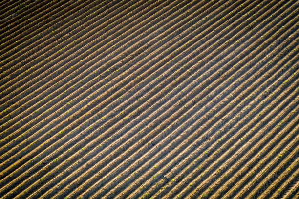 istock Nature background of
furrows in the field. 1203181344