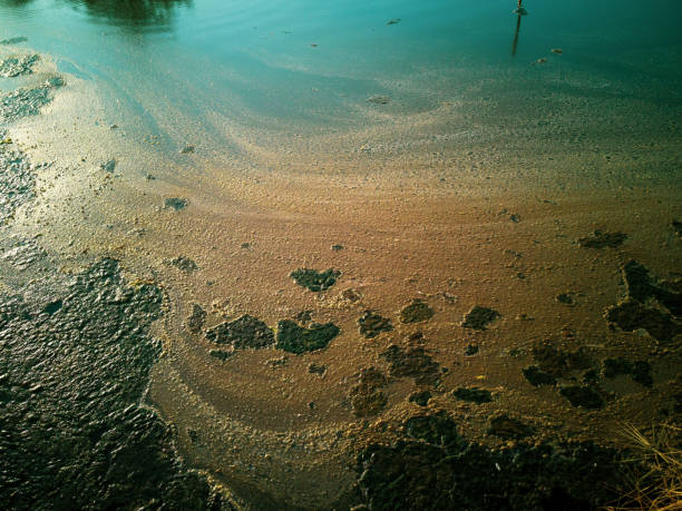 istock Water moss floating on the surface of Lake 1203181884