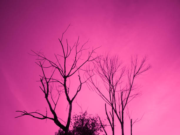 Silhouette of branch tree without leaves for background and wallpapers