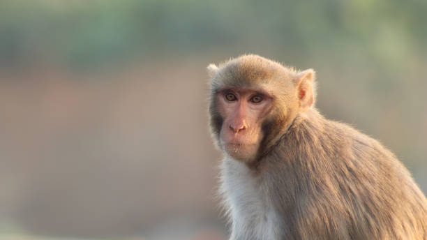 Rhesus Macaques, India stock photo