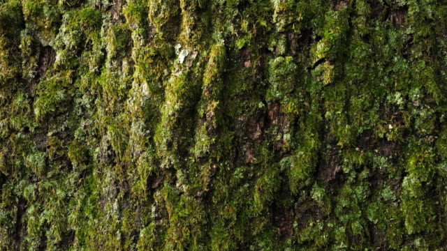 Bark of oaks covered by moss and lichen
