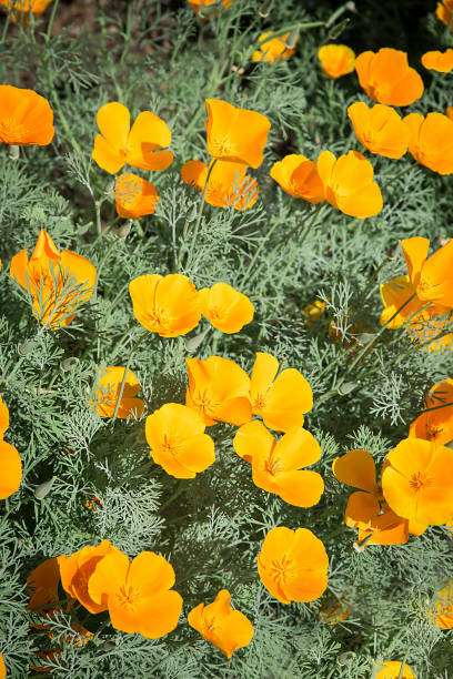 istock Escholzia bloomed in a Park of bright lemon color .Texture or background 1203184637
