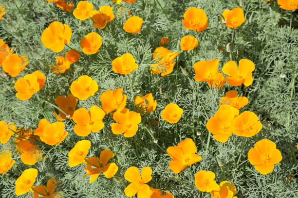 istock Escholzia bloomed in the garden yellow.Texture or background 1203184643