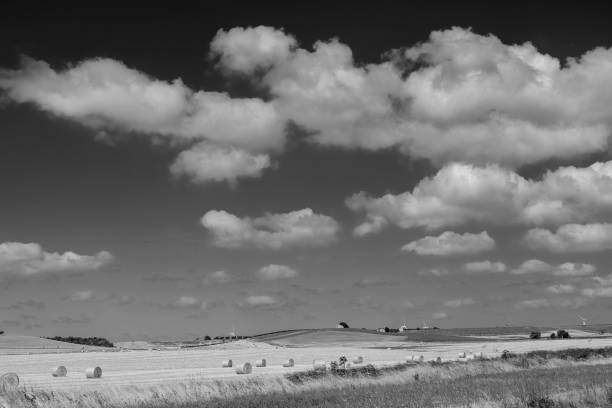 istock Rural landscape in Apulia at summer 1203185100