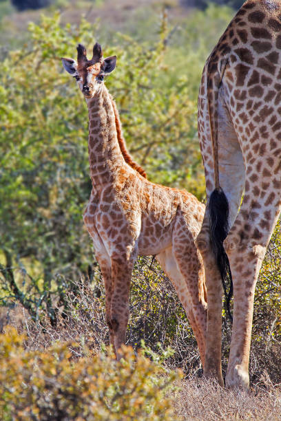 istock Baby giraffe standing behind its mother 1203186277