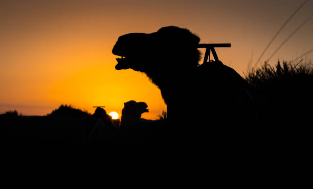 istock Camel silhouettes at sunrise in Sahara, Merzouga, Morocco 1203189595