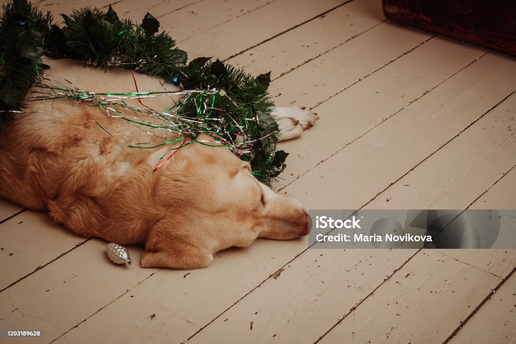 Labrador lying on floor with Christmas decoration Labrador lying on wooden floor with Christmas decoration Animal Stock Photo