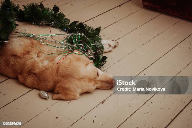 Labrador Lying On Floor With Christmas Decoration Stock Photo - Download Image Now - Animal, Canine - Animal, Celebration