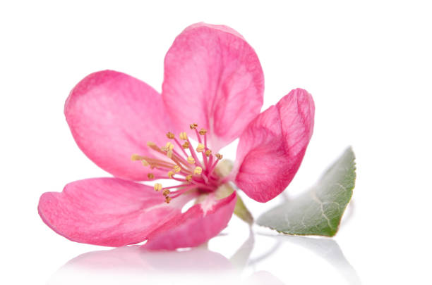 istock beautiful pink flower isolated on white background 1203190792