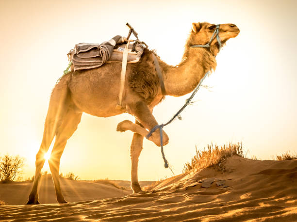 istock Camel at Sahara desert during sunrise, Merzouga, Morocco 1203191390
