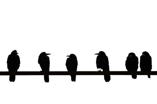 istock Contrasting image of crows sitting on bar isolated on white background 1203191530