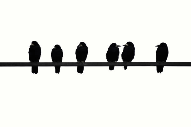 istock Contrasting image of crows sitting on bar isolated on white background 1203191546