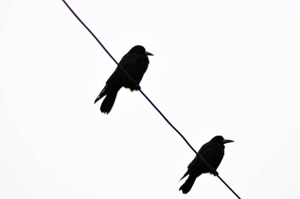 istock Contrasting image of two crows sitting on a wire 1203191595