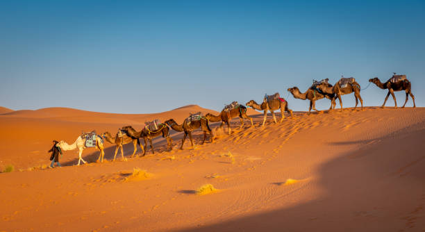 Berber and herd of camels in the Sahara at Sunrise, Merzouga, Morocco stock photo
