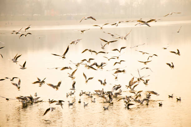 istock Flock of seagulls in and above river water 1203191911