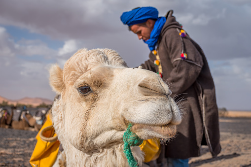 Camel in Sahara desert in Sudan