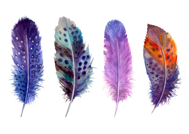 Hand drawn watercolour bird feathers vibrant boho style bright illustration. vector art illustration