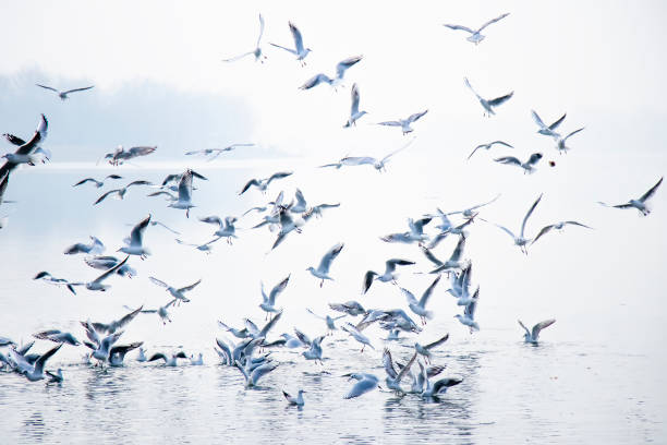 rebaño de gaviotas en y por encima del agua de los ríos - number of people riverbank river flowing water fotografías e imágenes de stock