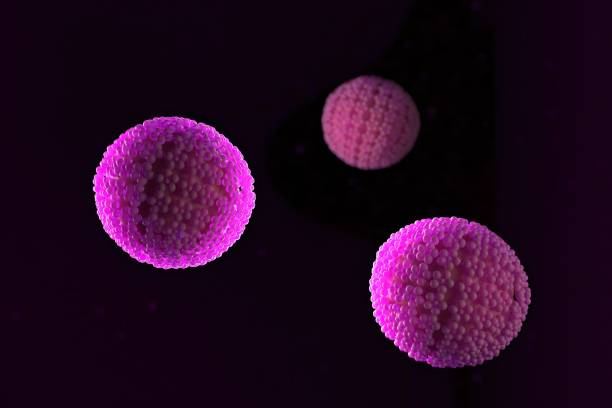 istock 3d illustration, close up of microscope Papilloma Virus 1203192842