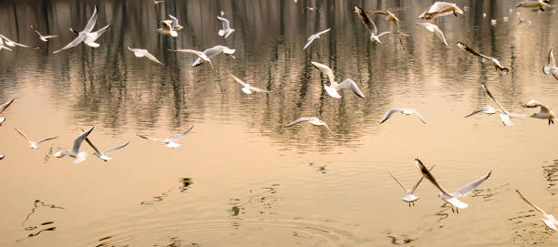 istock Flock of seagulls flying above river water 1203193097