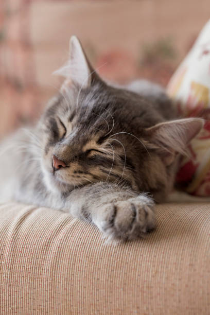 istock closeup face of a tabby kitten sleeping on bed 1203193626