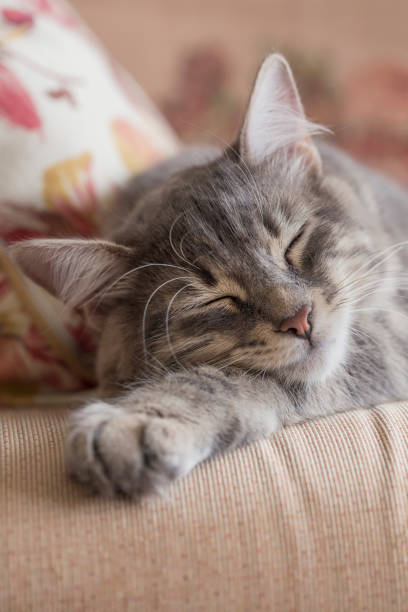 istock closeup face of a tabby kitten sleeping on bed 1203193631