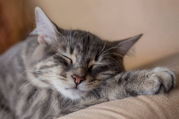 istock closeup face of a gray tabby kitten sleeping on bed 1203193655