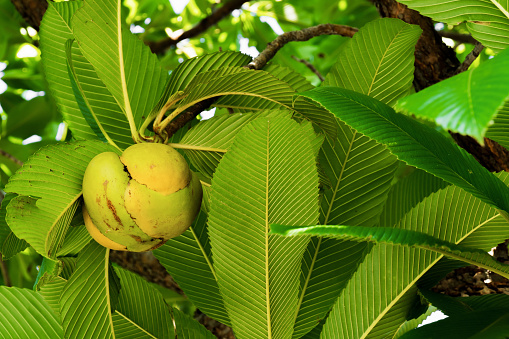Closeup elephant apple fruit on tree background. Macro Dillenia indica or Chulta fruit with green leaves and branches