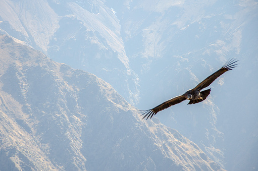 A condor flying high over colca canyon. In the background is the wall of calca canyon