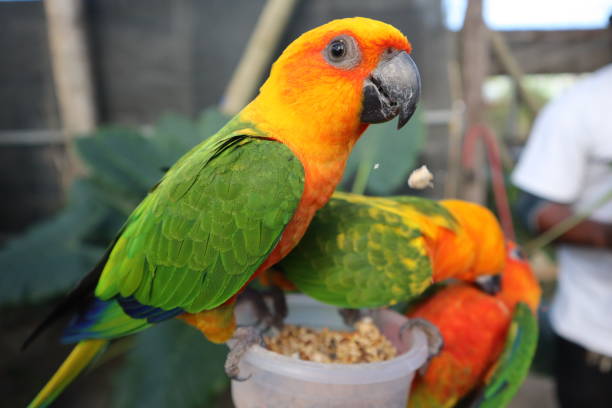 Colorful Parrots in the Caribbean - St. Maarten