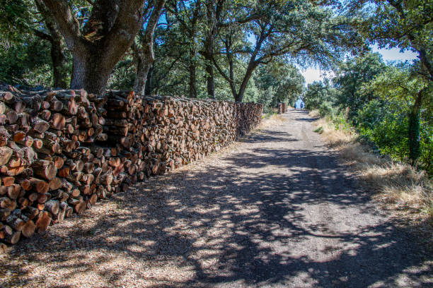 istock Tree'd walkway in Ganagobie, Provence 1203195004