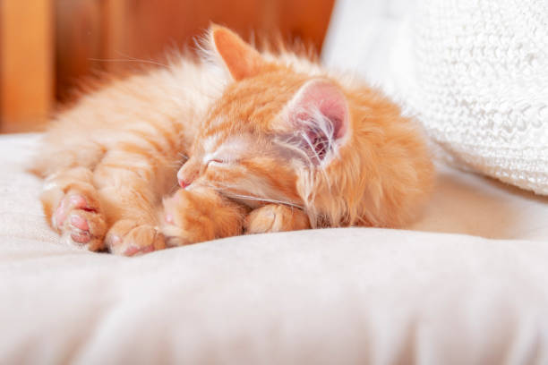 istock Red striped kitten sleeping with his head on his paws. 1203196353