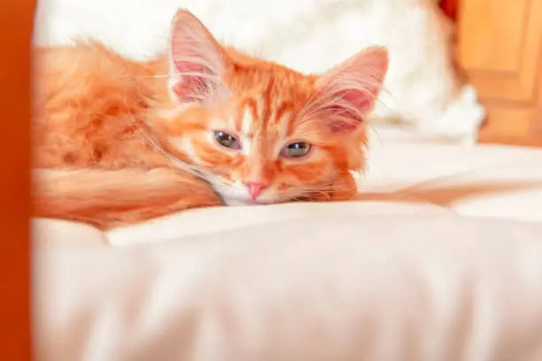 Red tabby kitten falls asleep on soft pillow in bedroom. Little kitten looks at the camera with half-closed eyes.