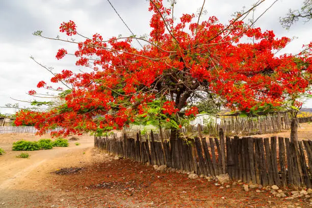 Delonix regia, known as flamboyan, flamboyán, flamboyant, malinche, poinciana or acacia is a species of the fabaceae family. It is one of the most colorful trees in the world