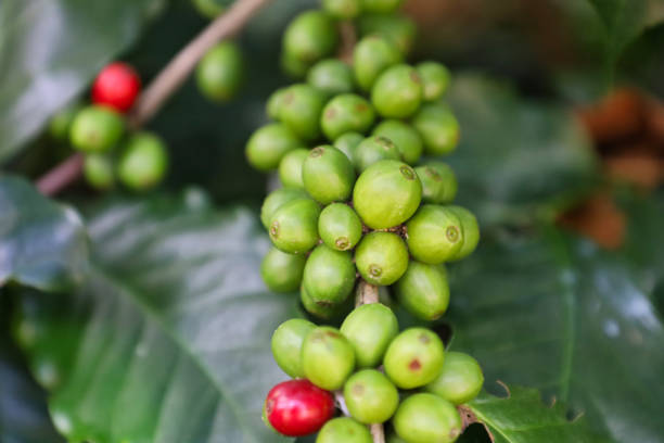istock Coffee from Pyin Oo Lwin Region, Burma 1203198375