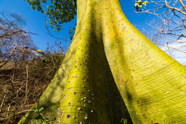 Magnificent green ceiba in the middle of the dry valley of Cazaderos, province of Loja