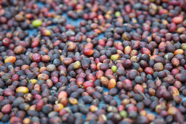 istock Coffee from Pyin Oo Lwin Region, Burma 1203198793