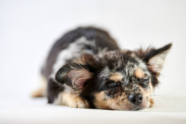 istock Chihuahua puppy is sleeping 1203199086