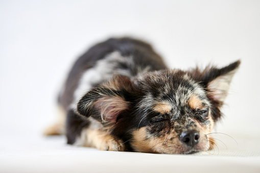 Chihuahua puppy is sleeping. Little cute toy dog. Short haired chihuahua breed.