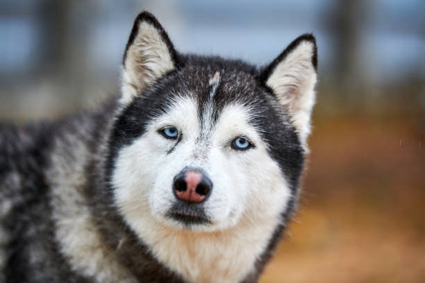 istock Husky dog portrait 1203200231